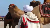 Camel Festival (Dangle) at Layyah