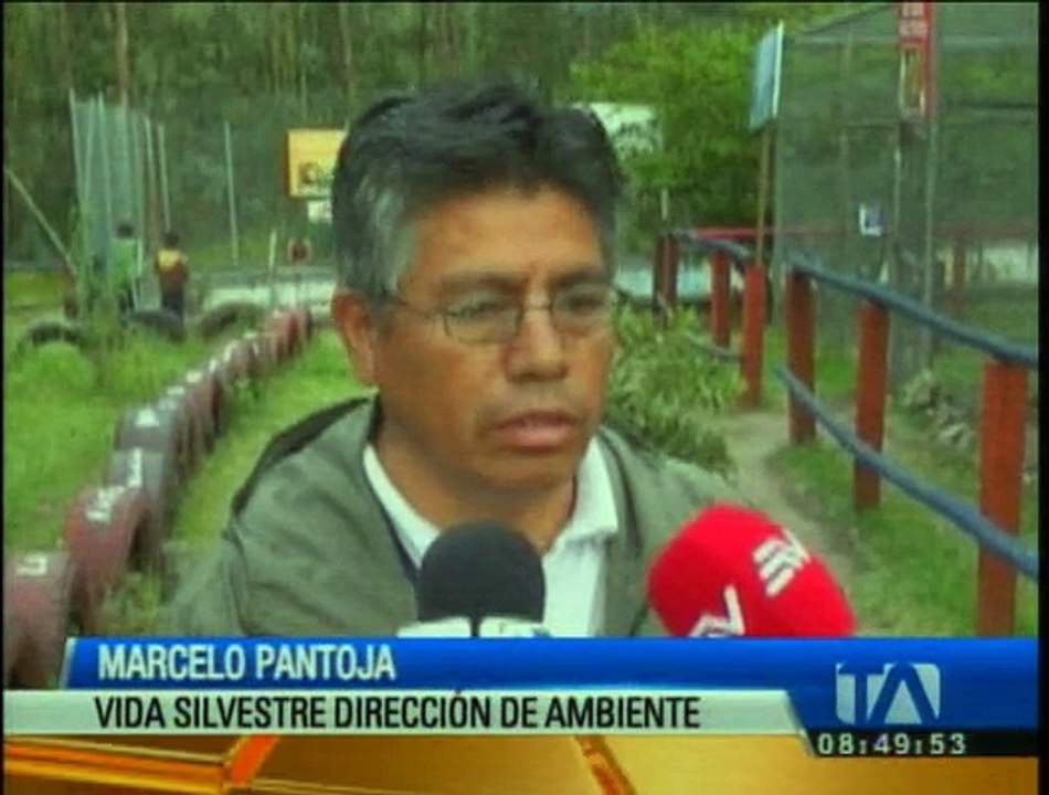 Dos leones fueron trasladados al zoológico de Loja