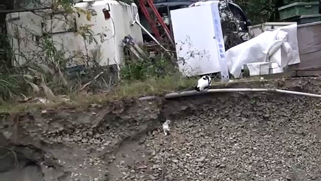 Cat helps her baby