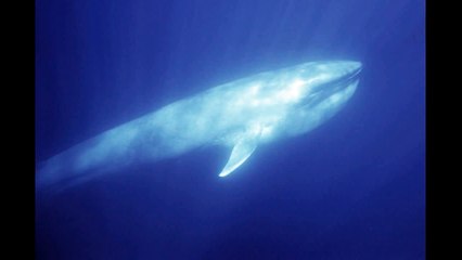 Colin Stetson - High Above a Grey Green Sea & Among the Sef