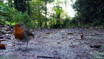 Robin Birds Ground Feeding at Tehidy Woods