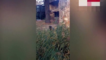 That's bananas! Gorilla performs workout that would put gym bunnies to shame
