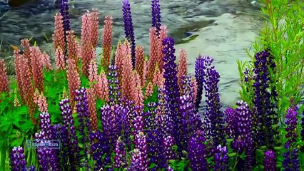 André Rieu - One Fine Day