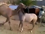 A Horse meets an old friend and his reaction is priceless