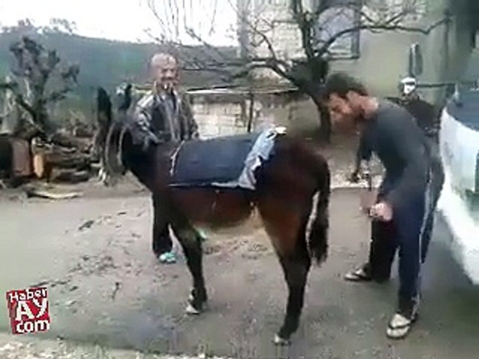 حمار معدل 6 سلندر