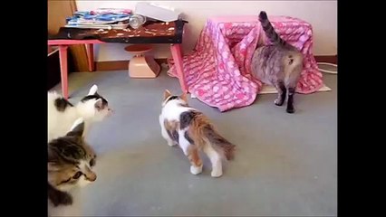 ビビる子猫と、それを全く気にせず　無邪気に遊びだす大人猫