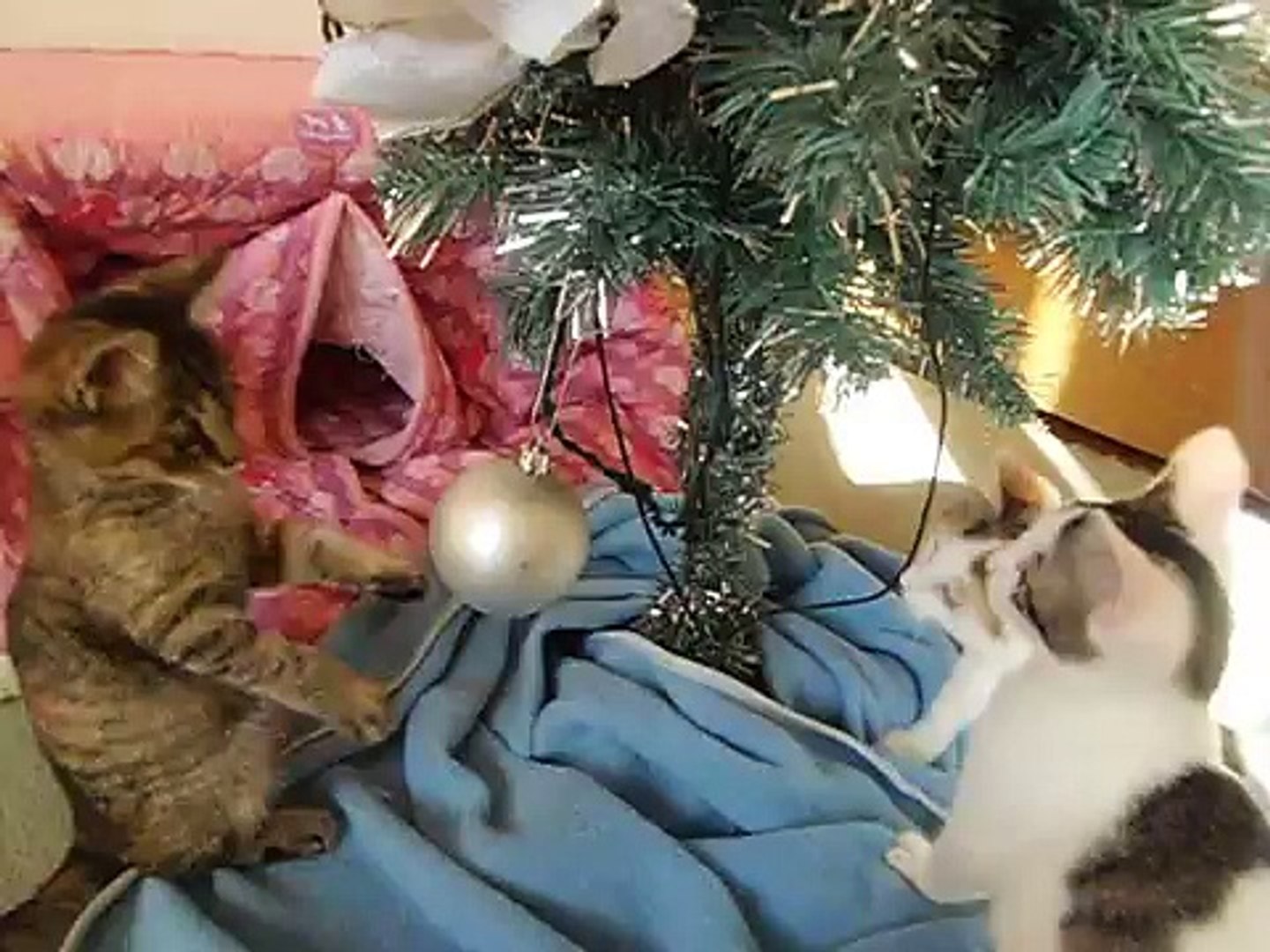 子猫とクリスマスツリー