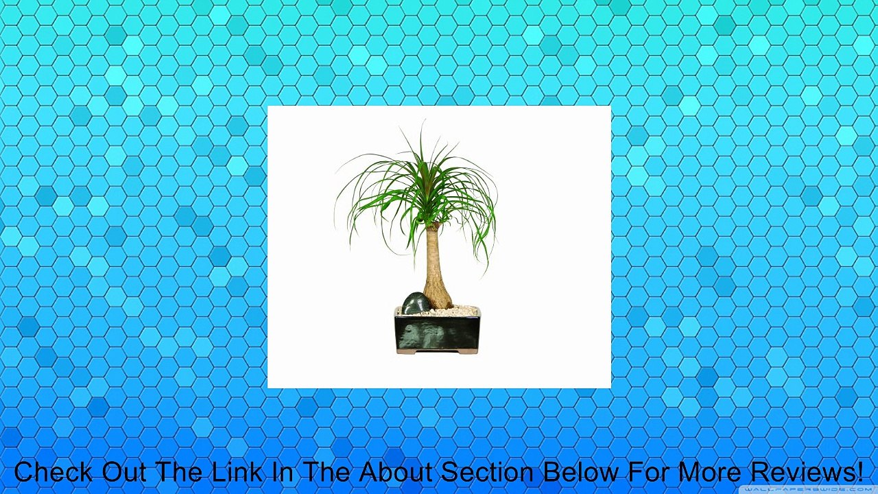 Brussel's Ponytail Palm Bonsai Review