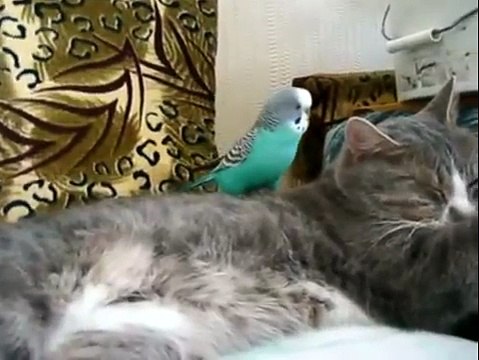 Restless Parrot bothers Cat - Неугамонный Попугай достает Кота - Прикол !