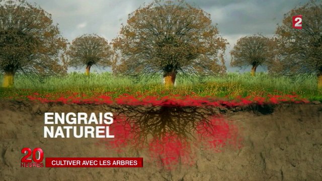 L'agroforesterie replante les arbres au milieu des cultures