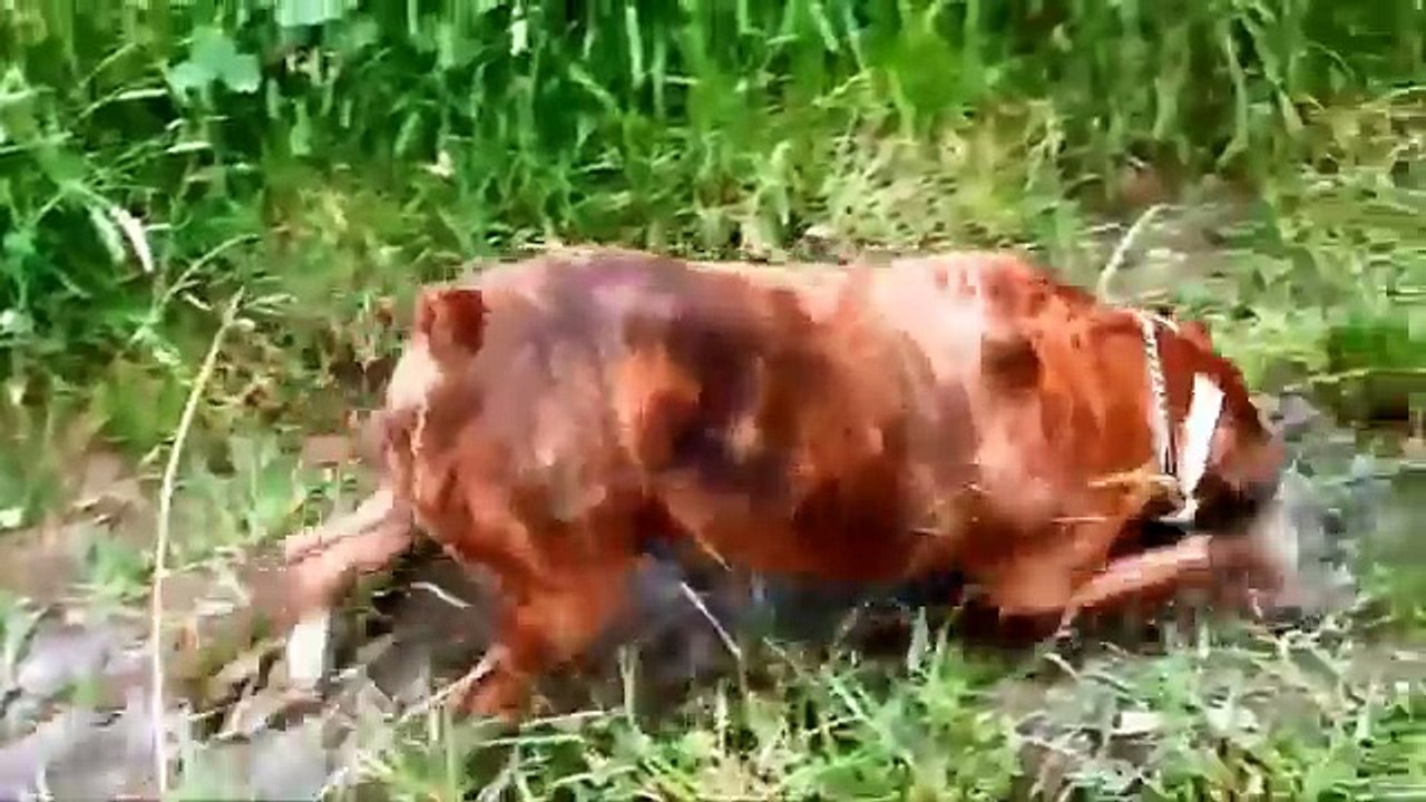Funny Dogs Edition 2014