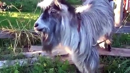 Funny dance video - www.100motion.com