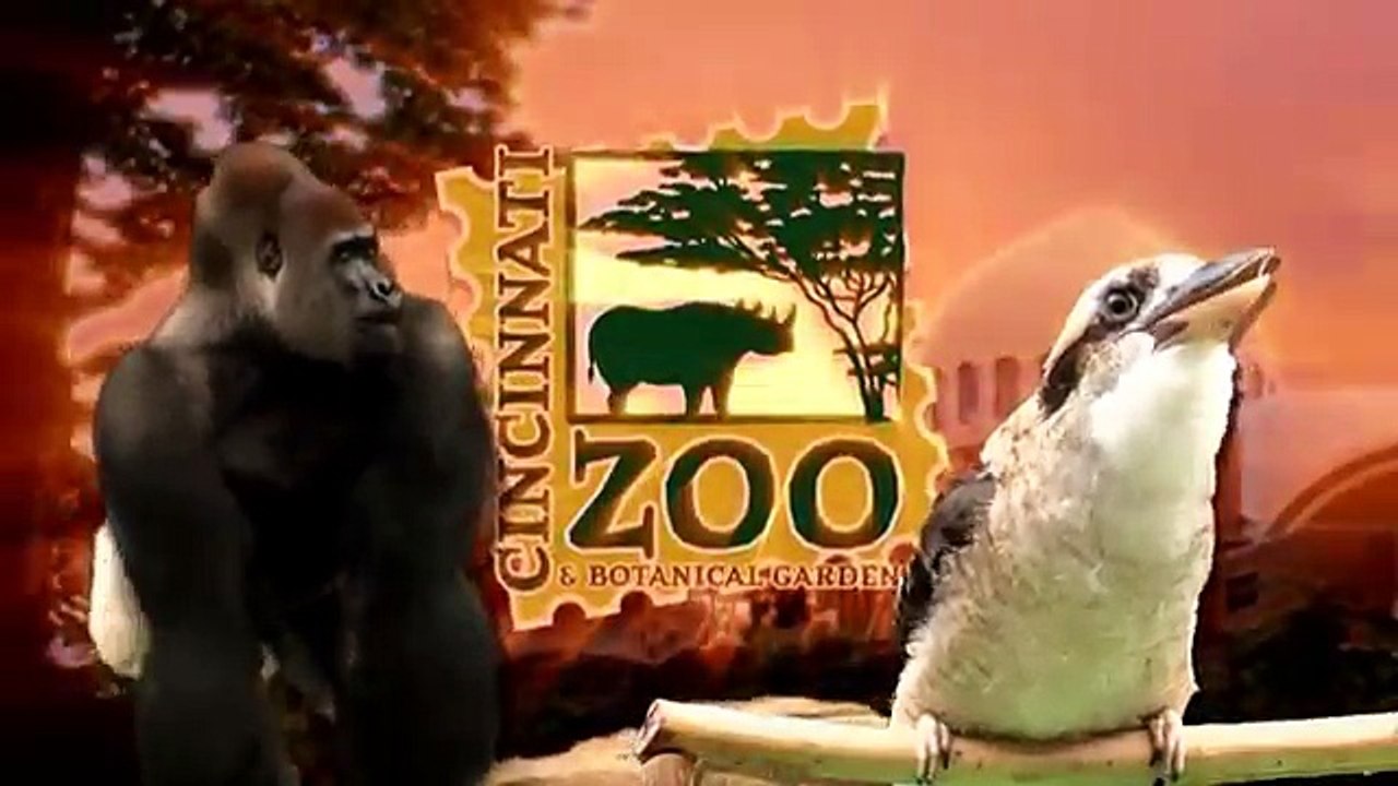 Cute : Ces pandas roux adorent la neige !