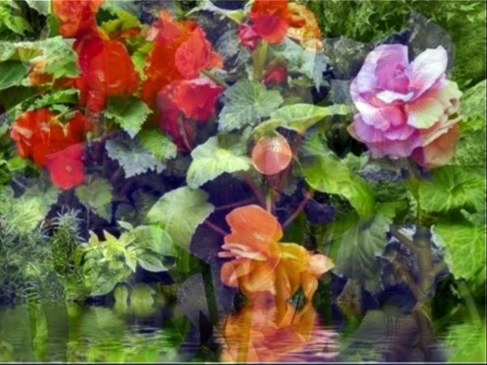 Buona Sera Signorina