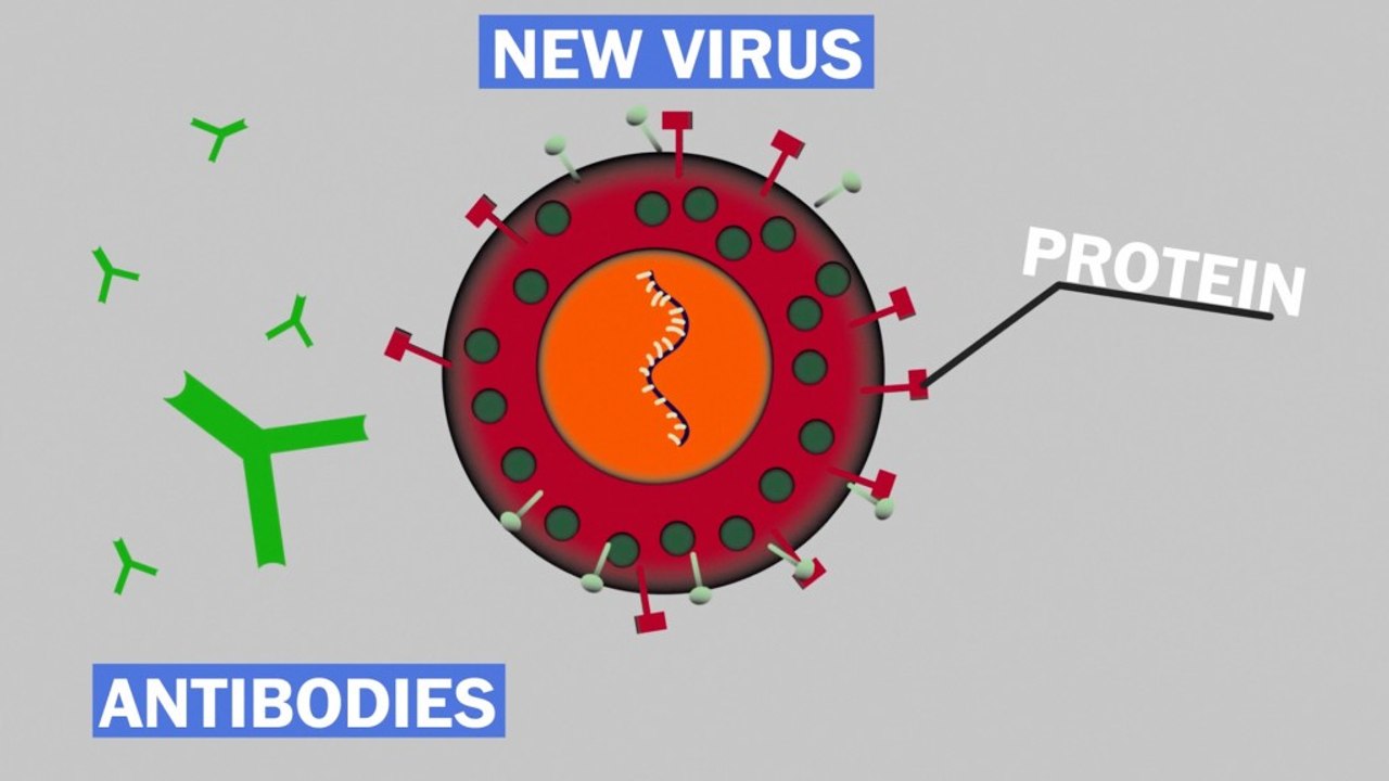 How a virus mutates
