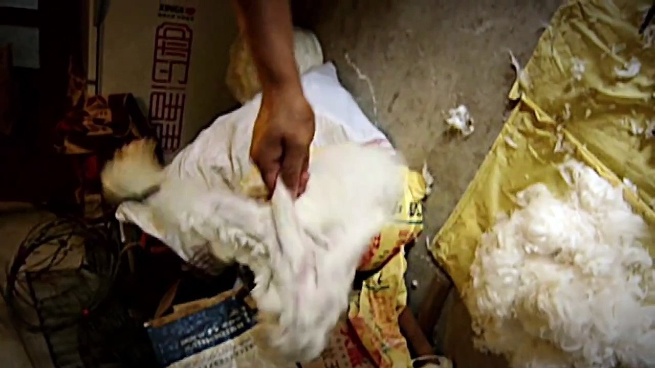 Kalel vs. Angora Wool