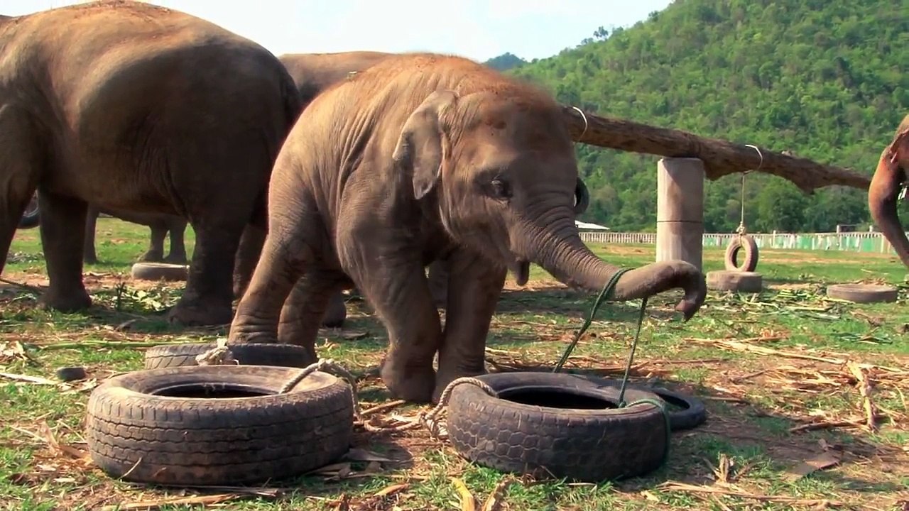 Elephant Playtime with Tires