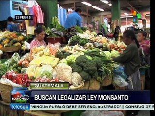 Guatema: indígenas alertan sobre manipulación genética de semillas