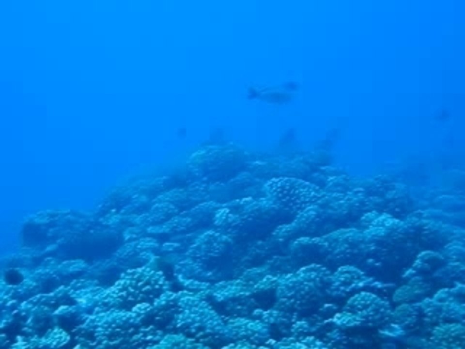 Polynesie_requin_citron