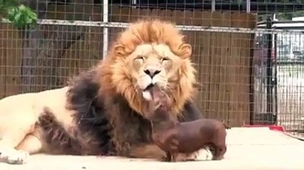 Facebook: Valiente perro salchicha molesta a león y este no se lo come