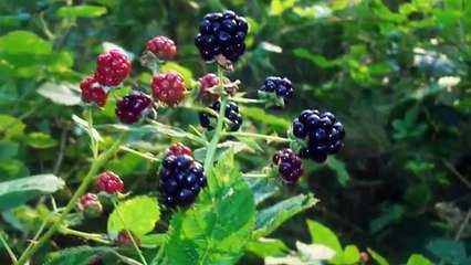 Odkrywanie piękna - Discovering Of Beauty