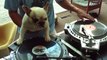 DJ CHIEN | Ce chien sait comment DJ WOW