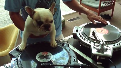 DJ CHIEN | Ce chien sait comment DJ WOW
