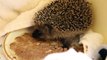 Harry the hedgehog is eating solid food now!