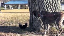 Pete the Squirrel & Hunting Dog with Two Bichon Frise Puppies