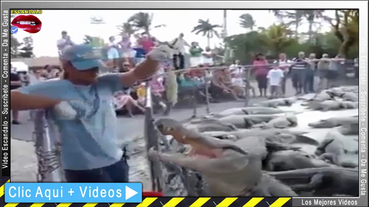 FUERTE Cocodrilo Enfurecido Traga la Mano de su Domador - Cocodrilo ataca