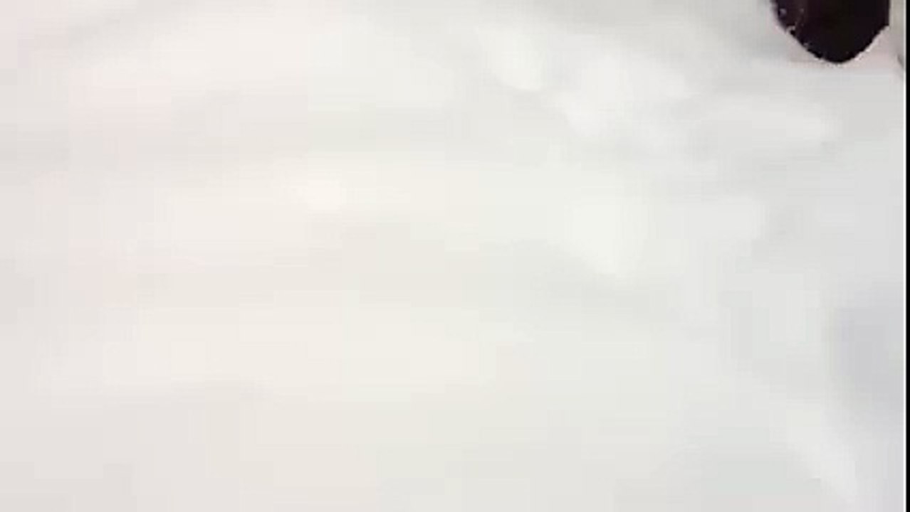 ice race with dogs