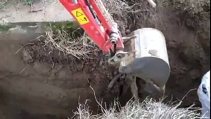 Şu Çılgın Türkler