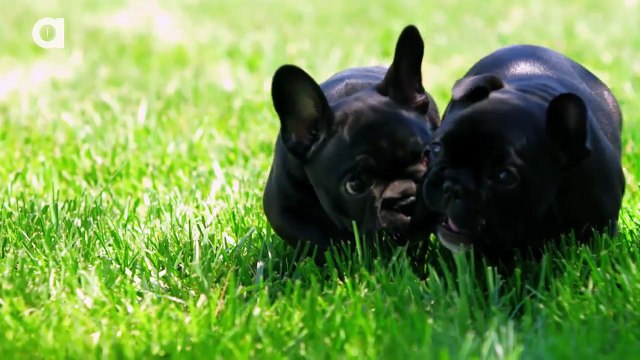 French Bulldog Facts