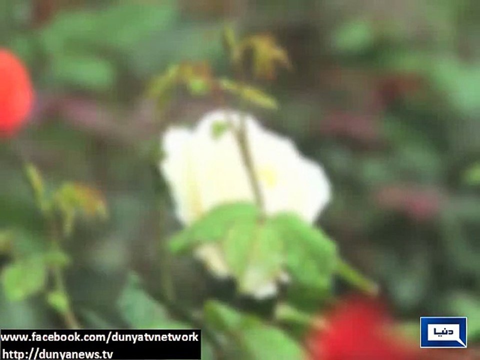 Dunya News-Rain brings chill back