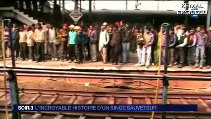 Bayılan Arkadaşını Ayıltmaya Çalışan Maymun