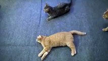 Lazy cat trying to save his friend