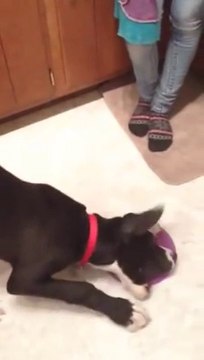 This Dane Puppy is just CRAZY!!! So cute pet...