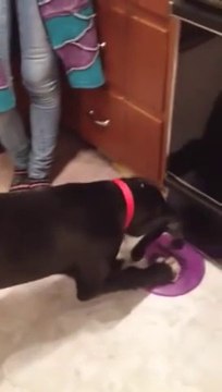 Un bébé dogue allemand est complètement fou... Trop mignon!