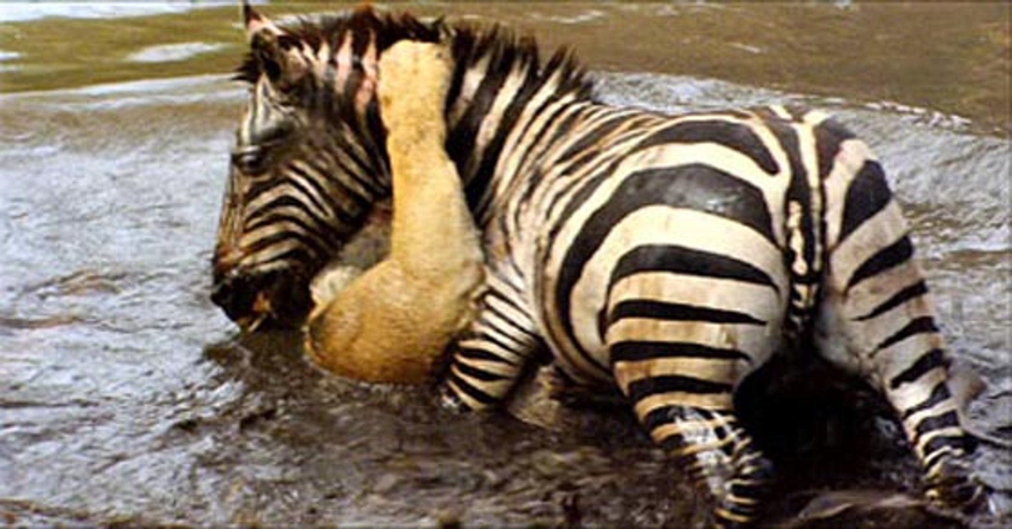 Lion And Zebra Water