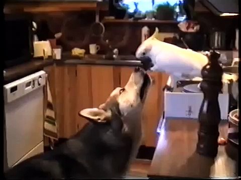Smart Bird feeds Dog - Умная Птица кормит Собаку