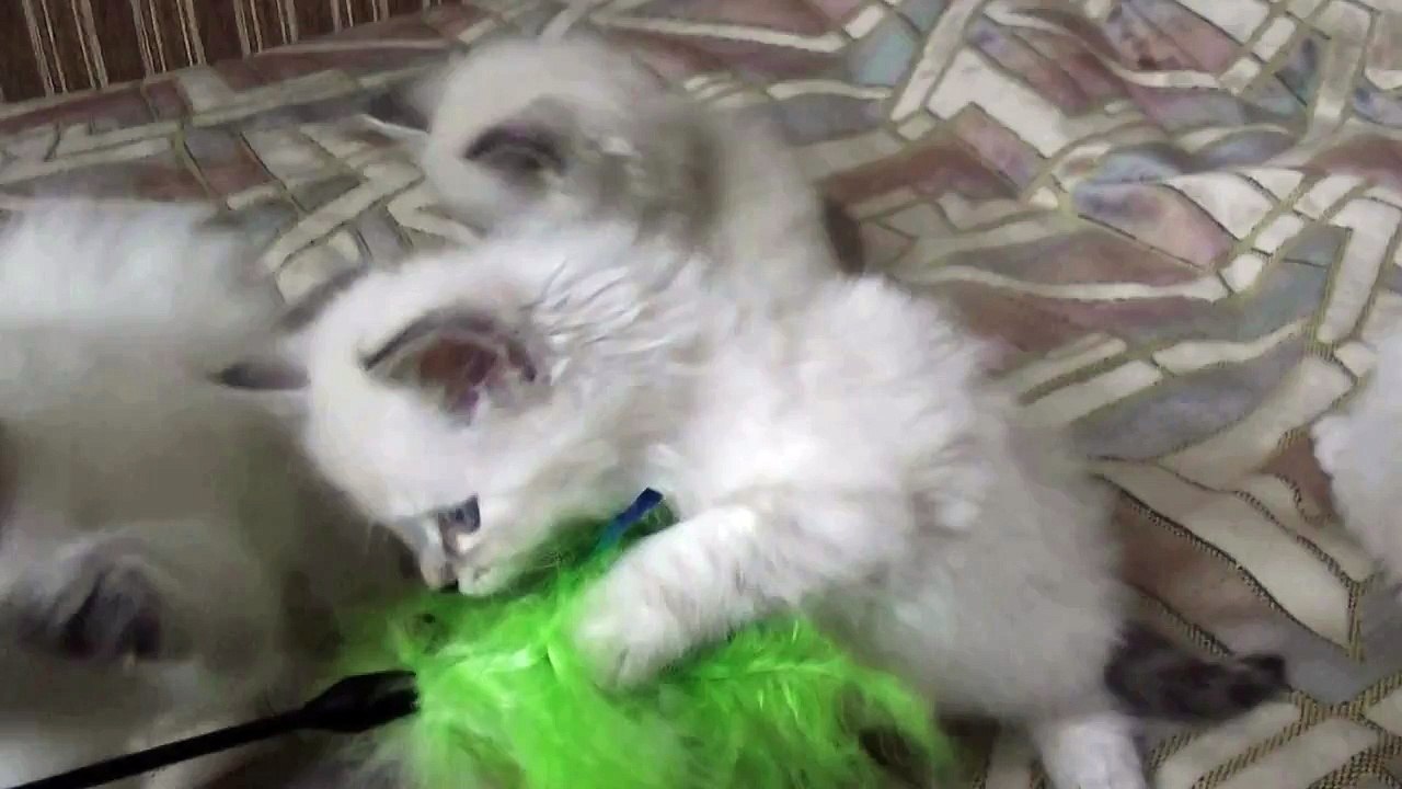 Chatons sibériens silver à réserver