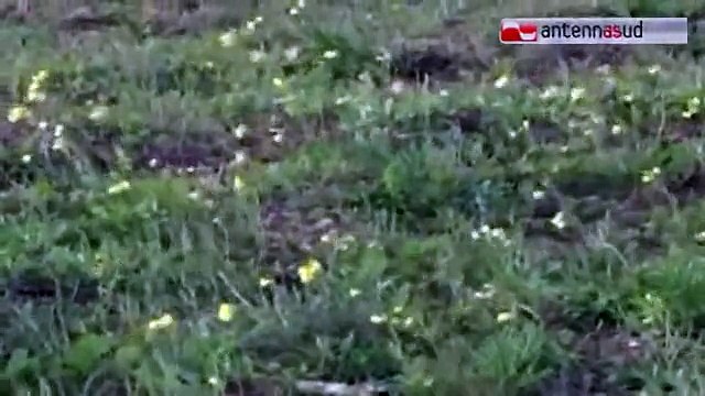 TG 23.02.15 Barese sferzato dal vento, tanti danni nessun ferito