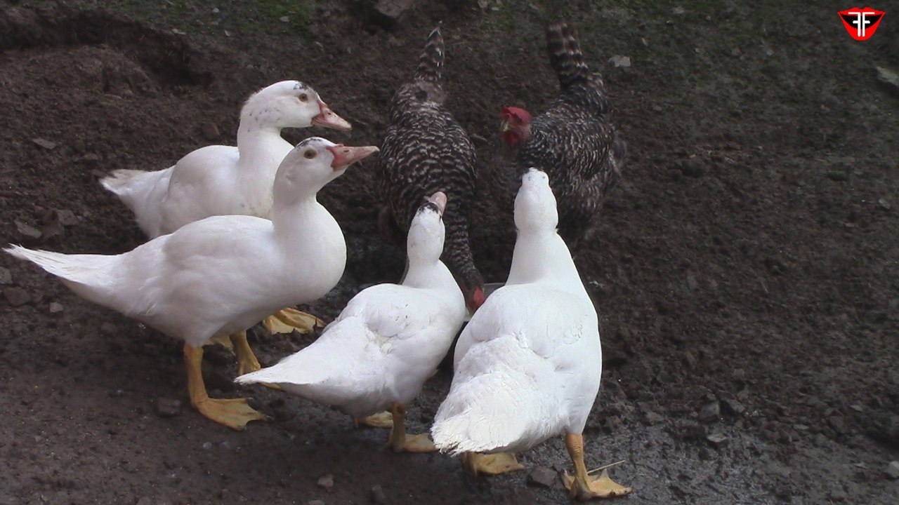 Ducks VS chickens