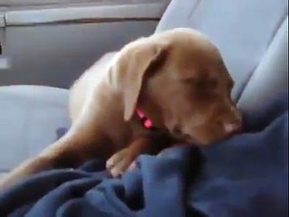 cute Sleeping puppy