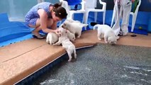 Première baignade pour des petits Labradors