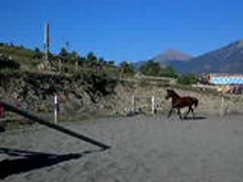 Saut au trot Elsa 1m40