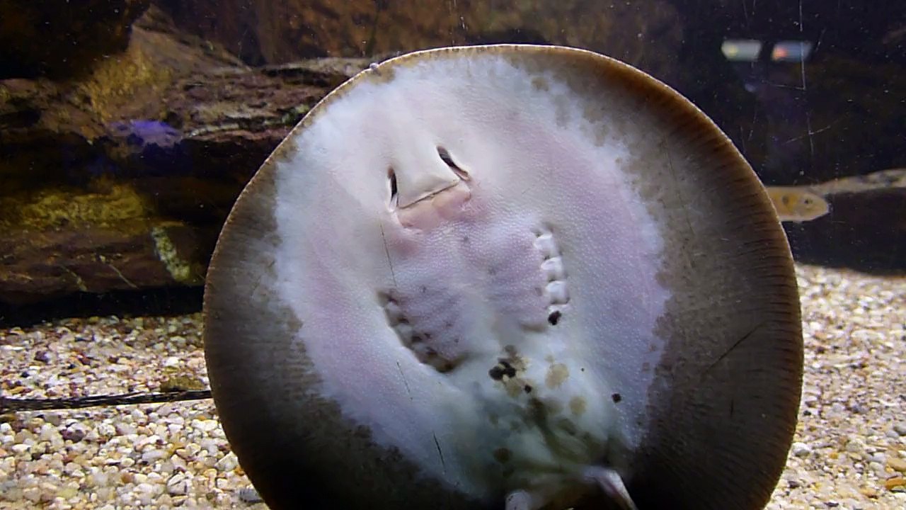 Cute little guy at the aquarium downstairs at the Cité nationale de l'histoire de l'immigration, Paris