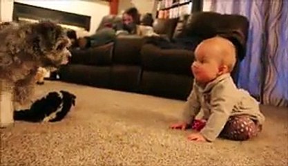 Precious baby tries to steal puppy toy