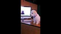 Bichon Frise Puppy Barking at Seals & Hippo's on the computer