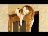 Cute Cat stranded  on the door - Кот застрял на двери !